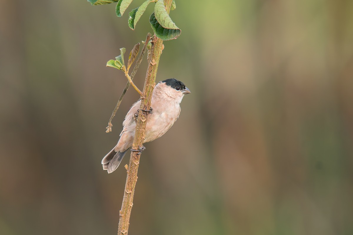 Зерноїд савановий - ML646896008