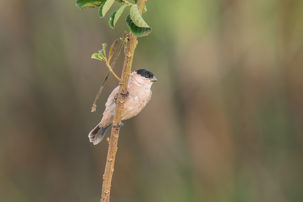 Зерноїд савановий - ML646896009