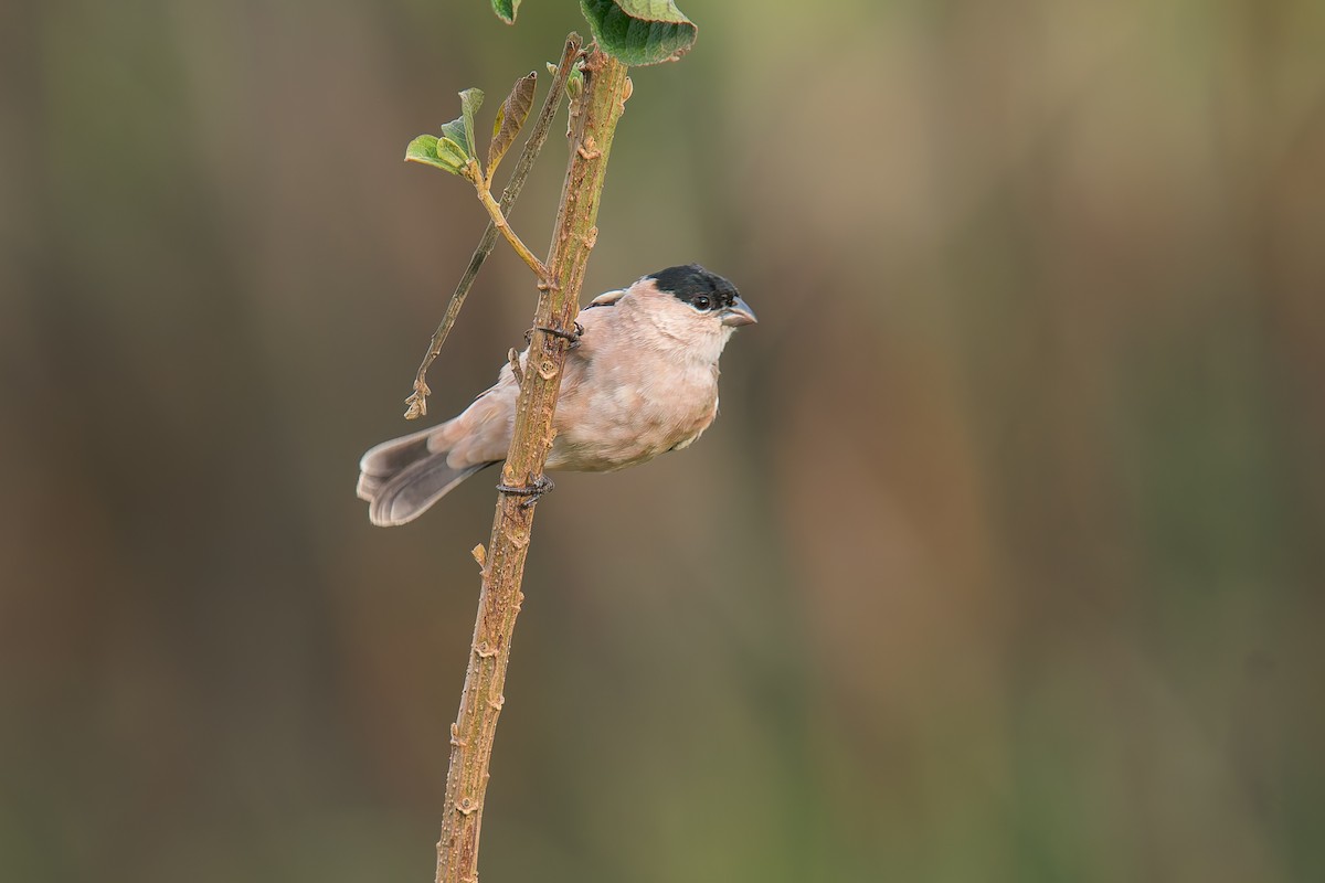 Зерноїд савановий - ML646896010