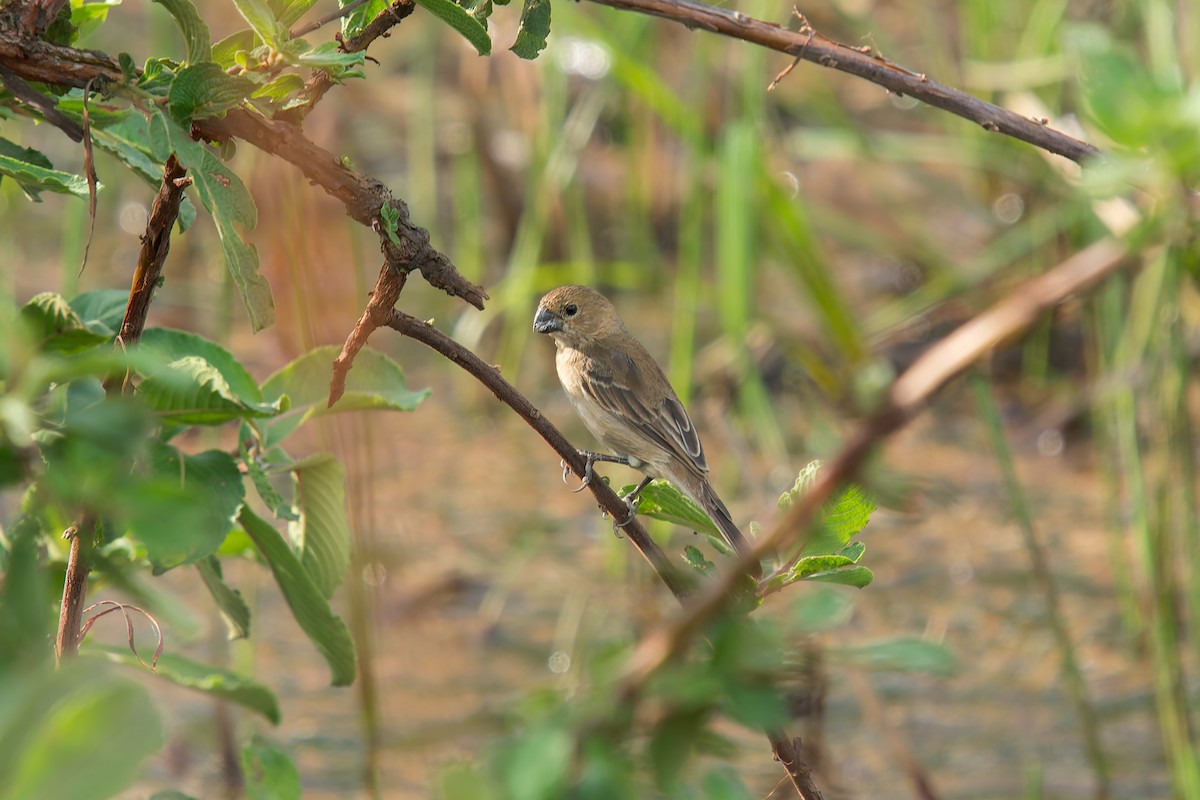 Зерноїд білогорлий - ML646896011