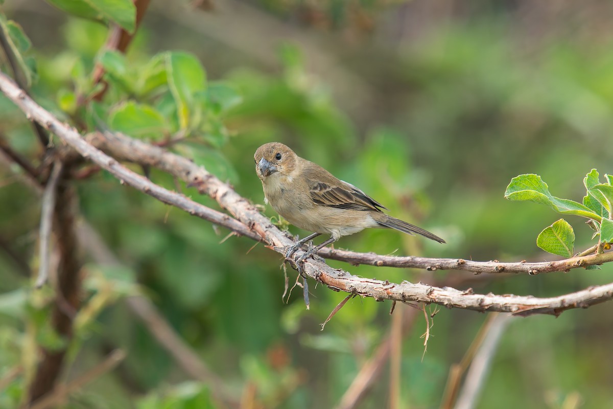 Зерноїд білогорлий - ML646896012