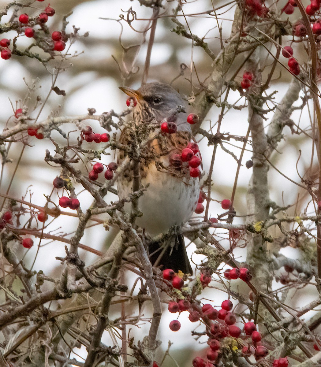 Fieldfare - ML646896013