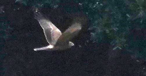 Pied Harrier - ML646896016