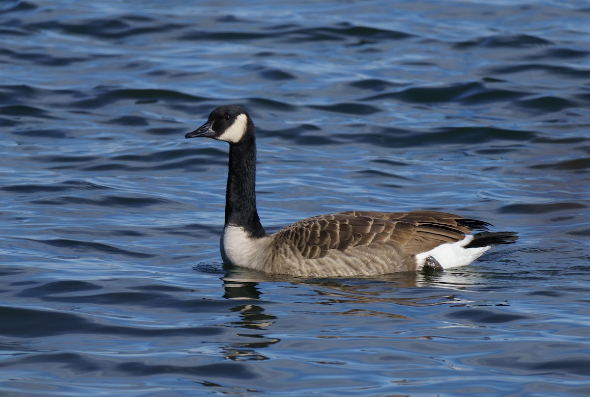 Canada Goose - ML646896020