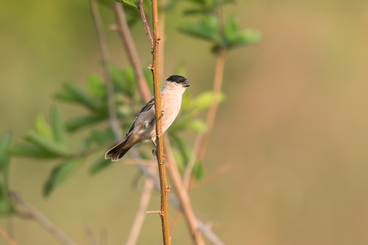 Зерноїд савановий - ML646896022