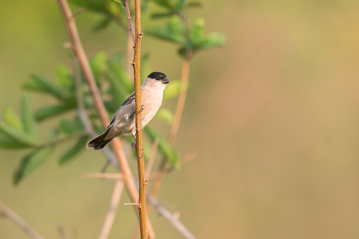 Зерноїд савановий - ML646896023