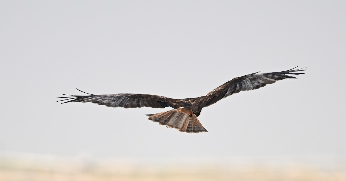 Western Marsh Harrier - ML646896027