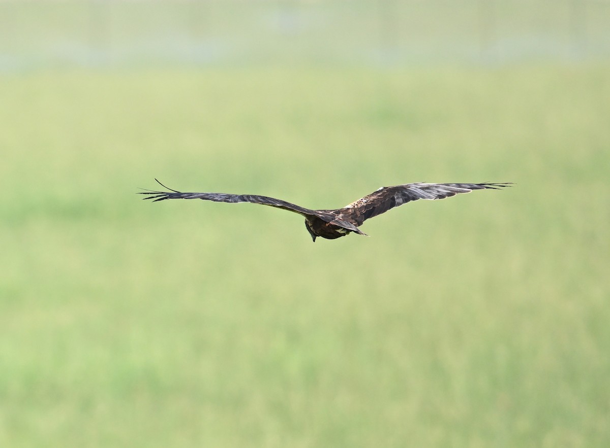 Western Marsh Harrier - ML646896028