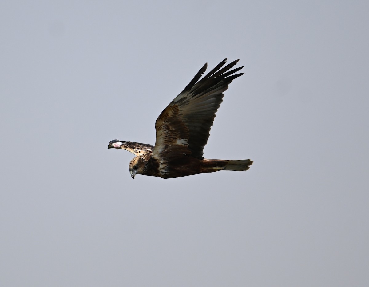 Western Marsh Harrier - ML646896029
