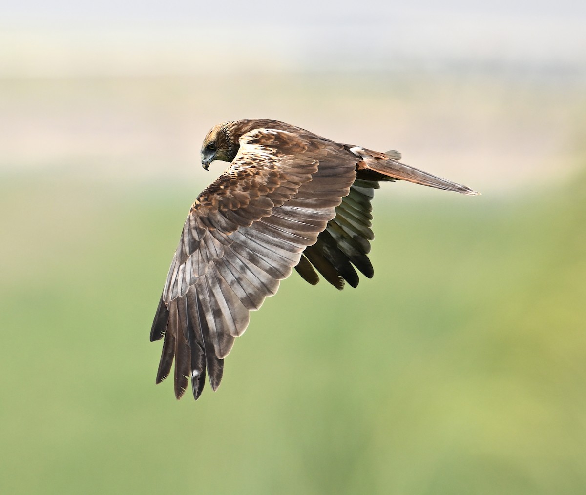 Western Marsh Harrier - ML646896030