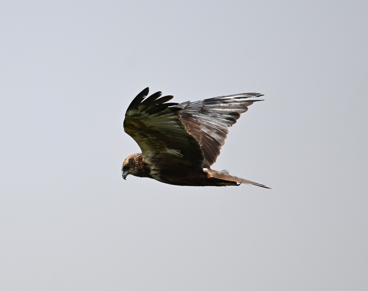 Western Marsh Harrier - ML646896031
