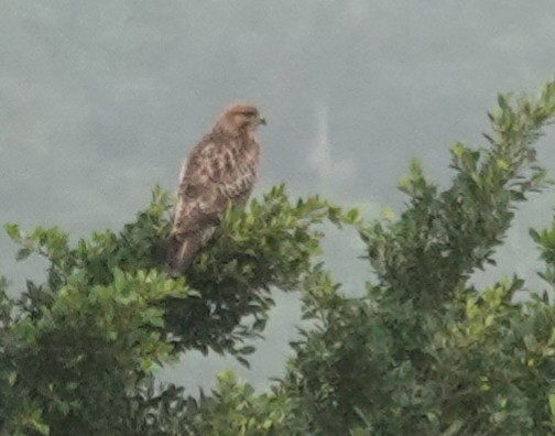 Eastern Buzzard - ML646896033