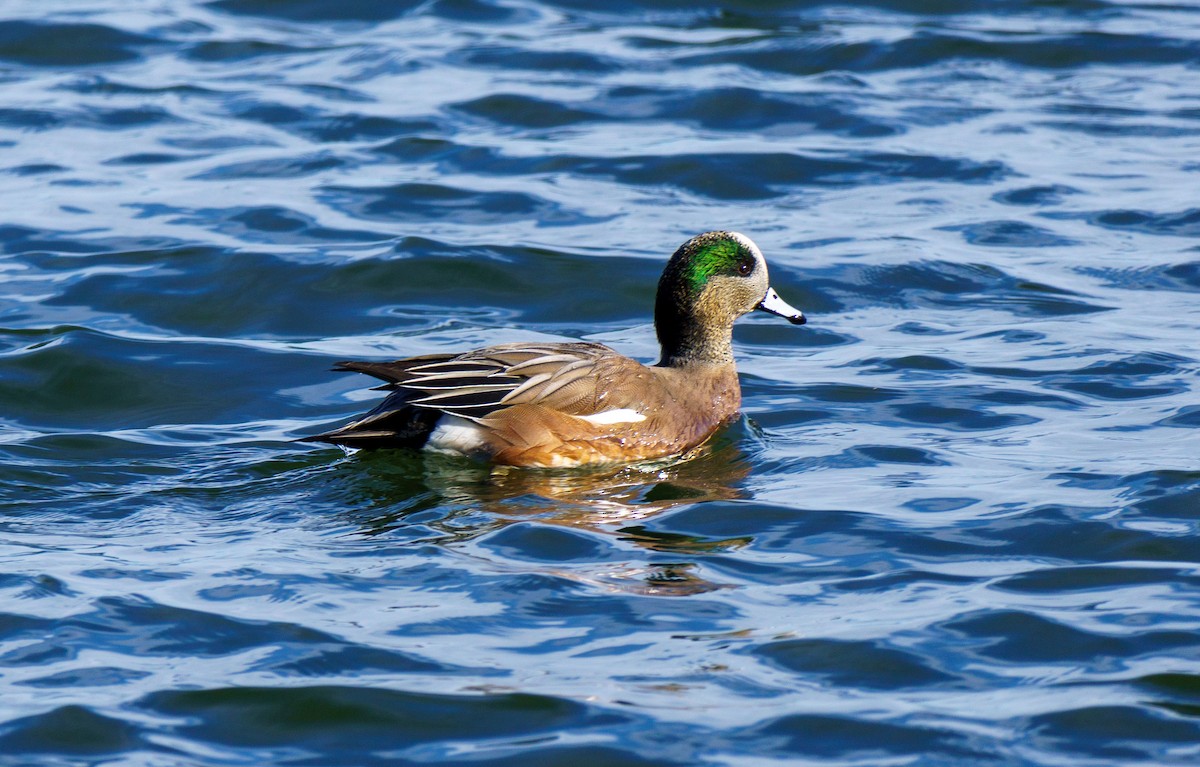 葡萄胸鴨 - ML646896034