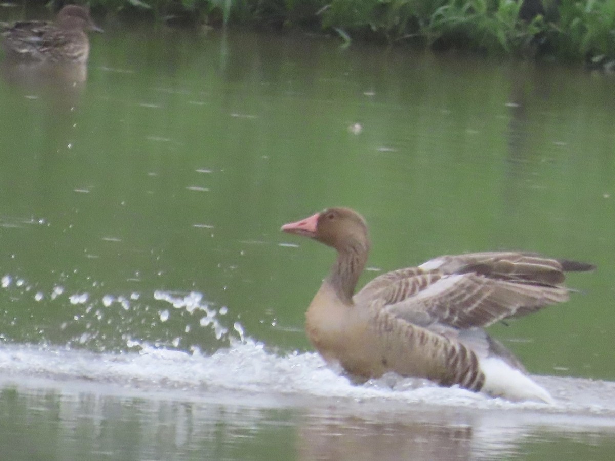 husa velká - ML646896038