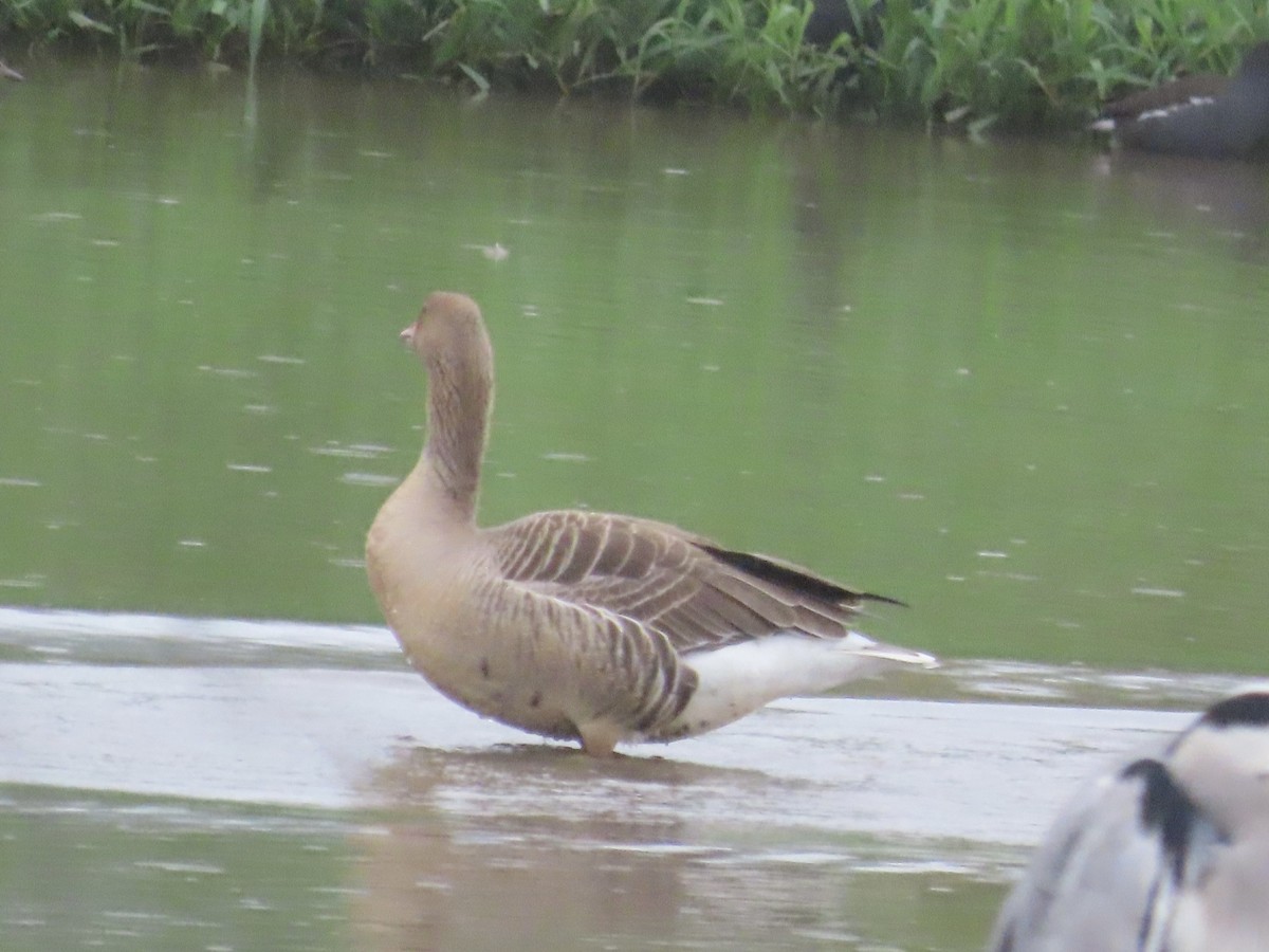 husa velká - ML646896039