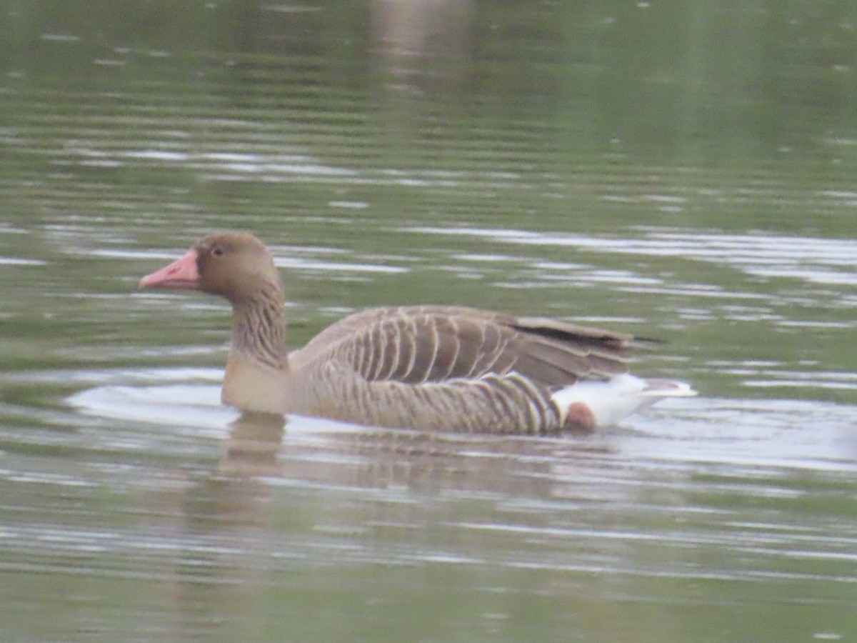 husa velká - ML646896040