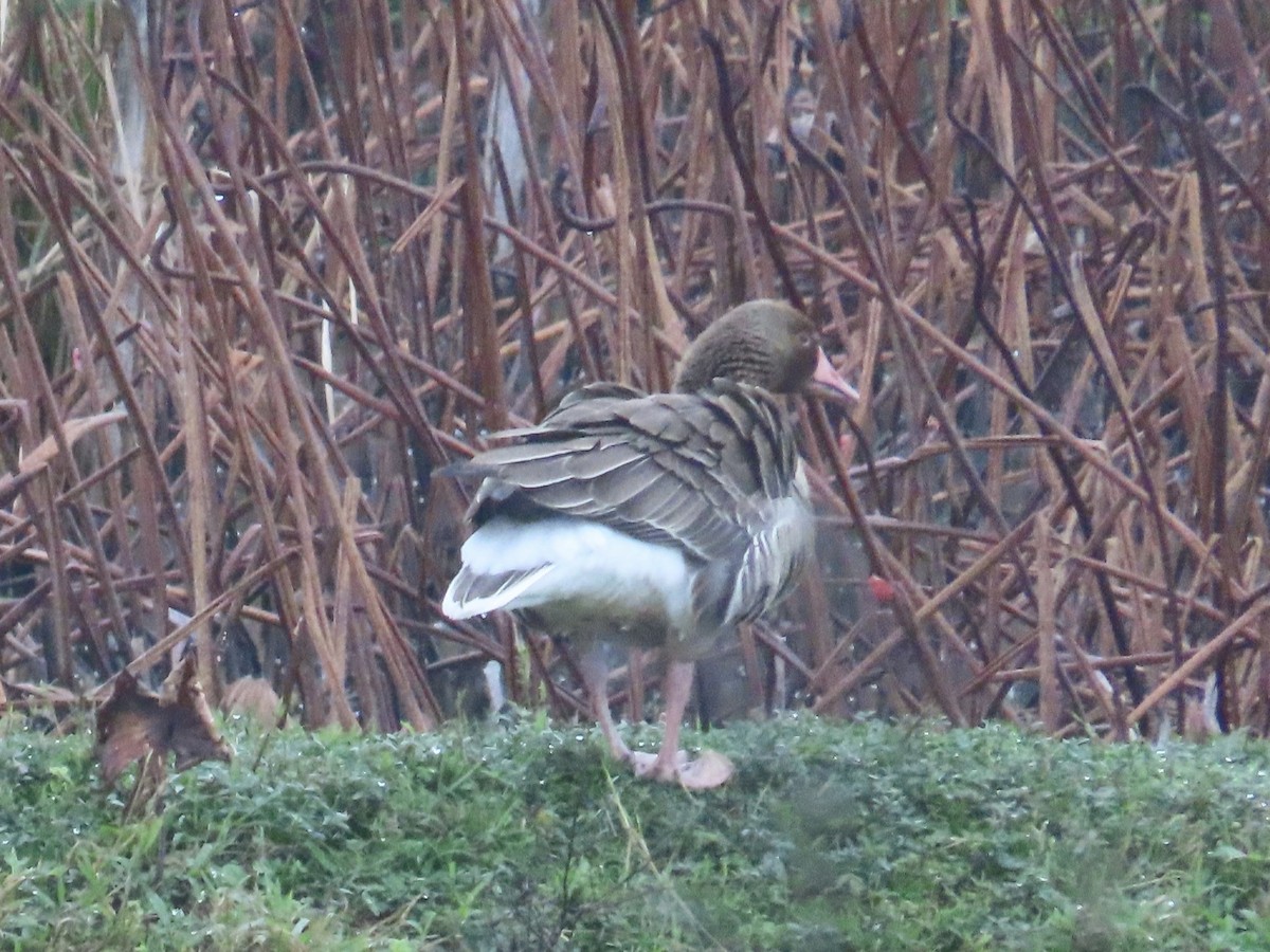 husa velká - ML646896043