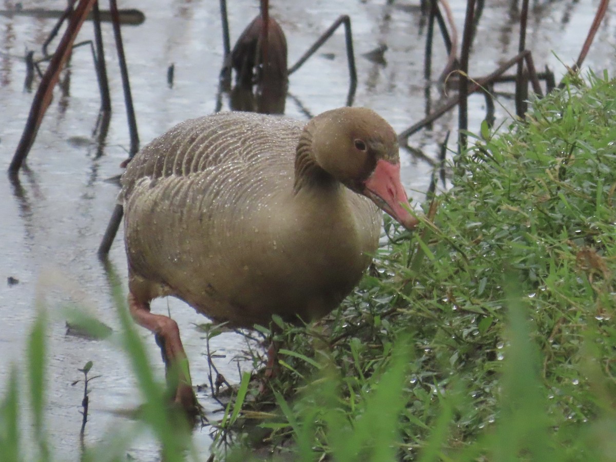 husa velká - ML646896044