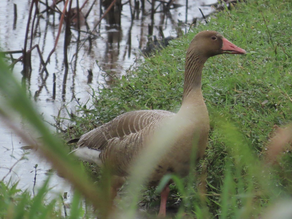 Graylag Goose - ML646896046