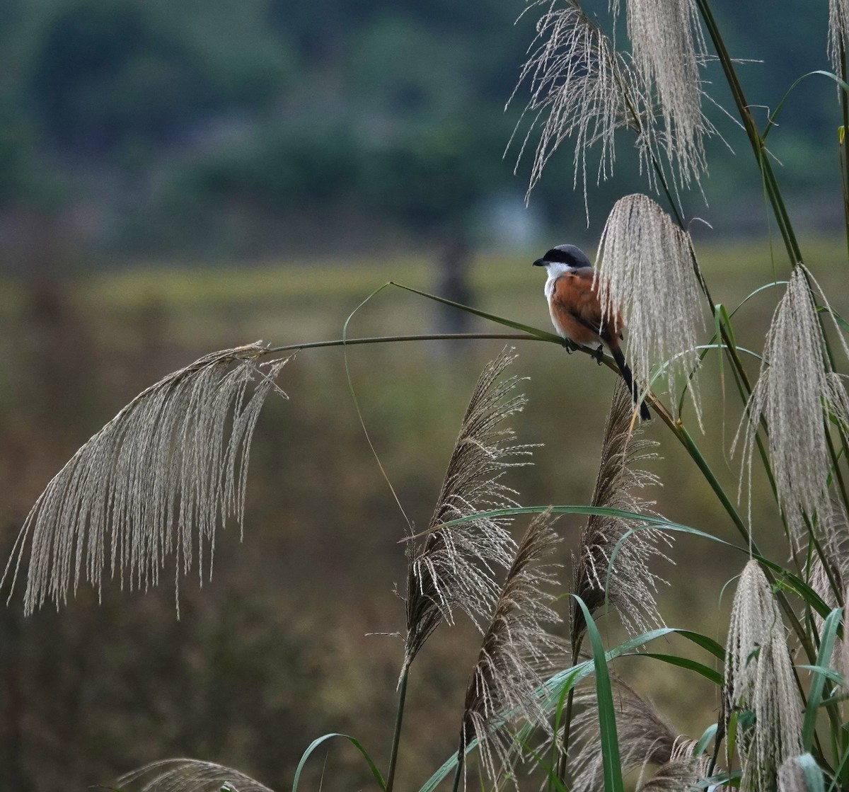 Long-tailed Shrike - ML646896048