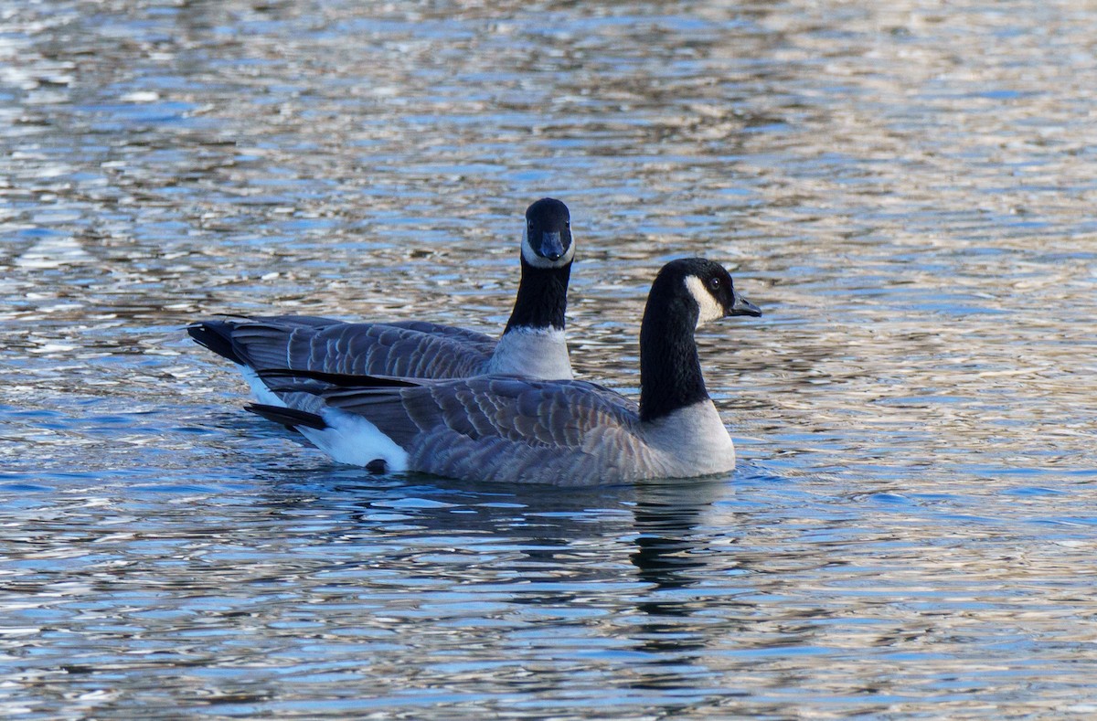 小加拿大雁 - ML646896049