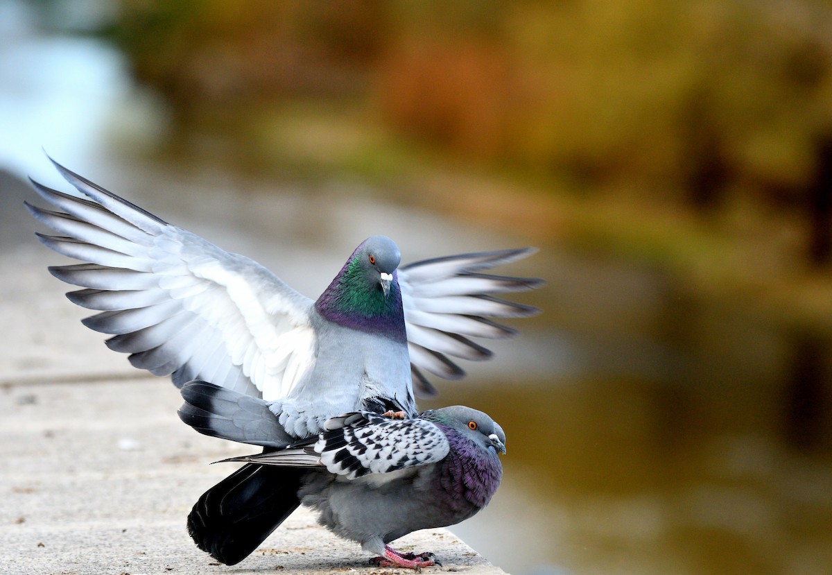Rock Pigeon - ML646896050