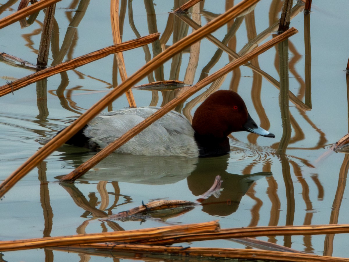 Common Pochard - ML646896051