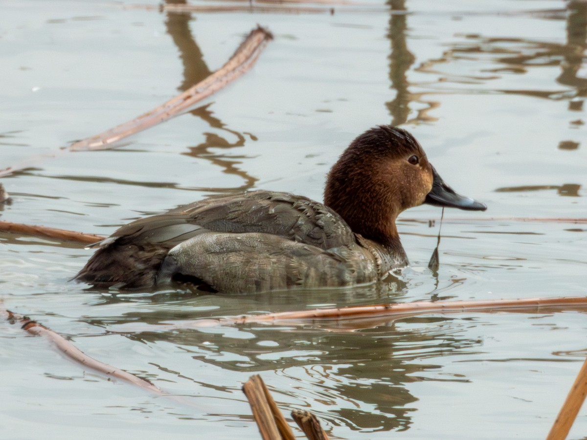 Common Pochard - ML646896052