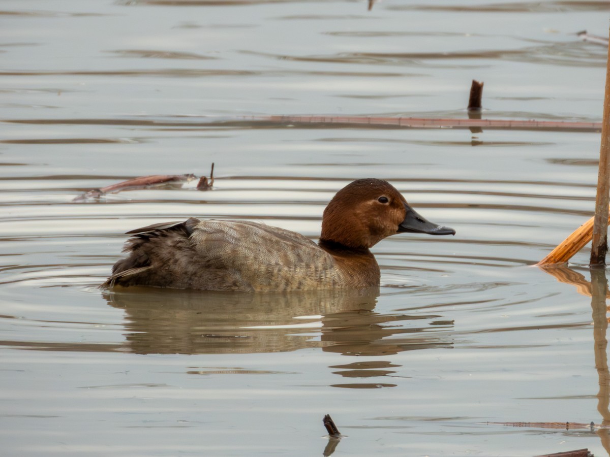 Common Pochard - ML646896053
