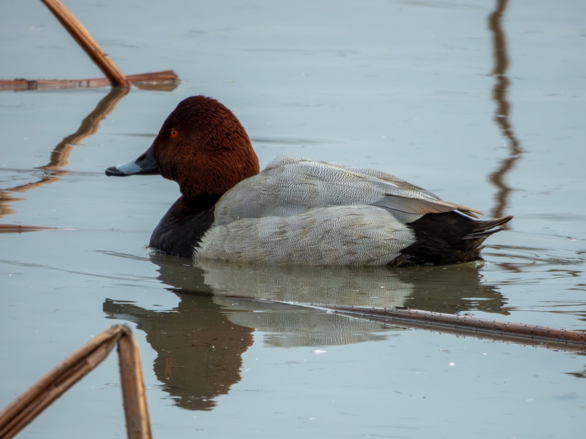 Common Pochard - ML646896054