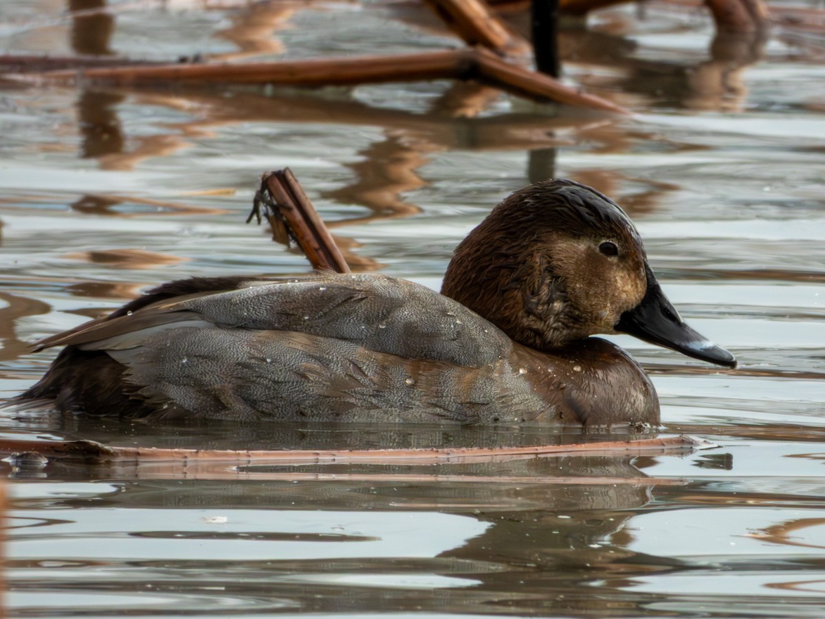 Common Pochard - ML646896055