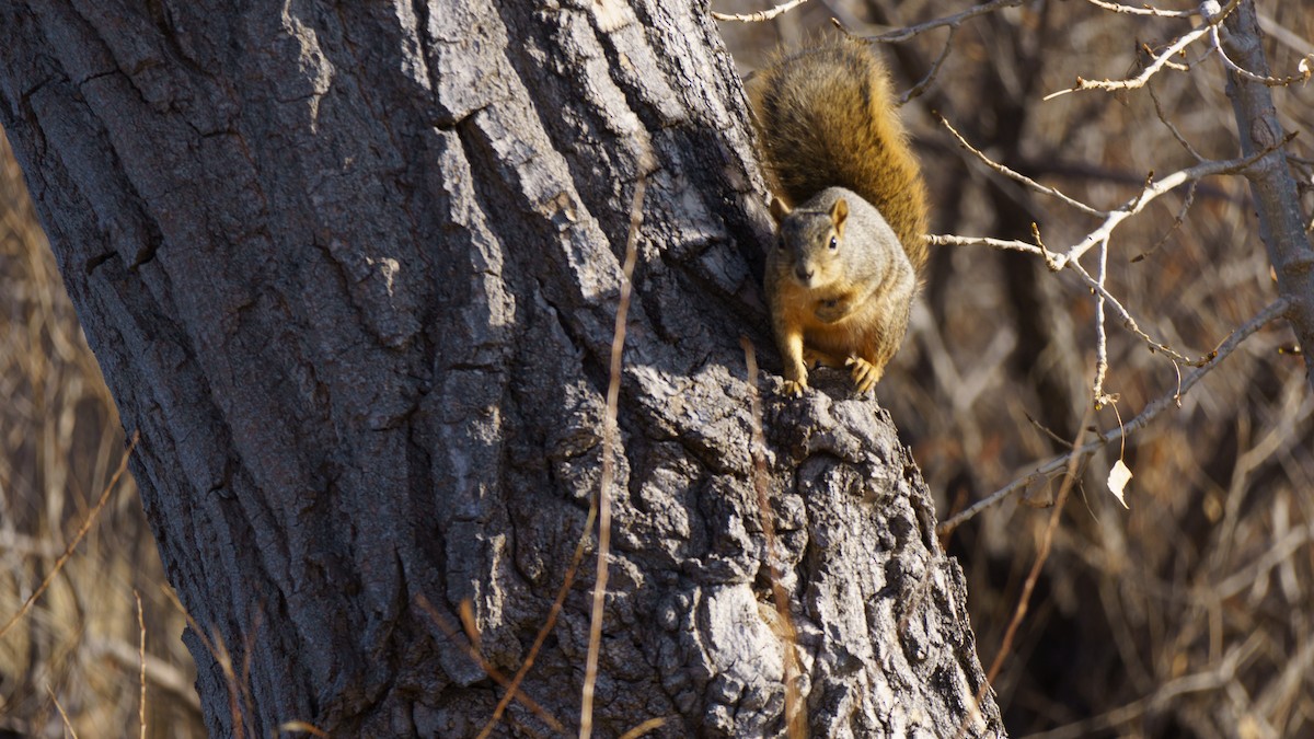 動物界 - ML646896056