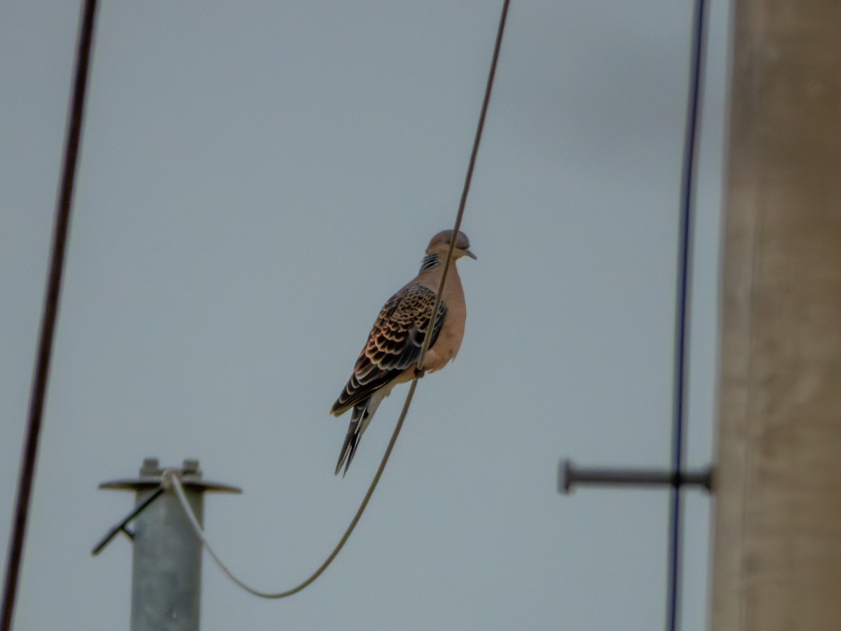 Oriental Turtle-Dove - ML646896058