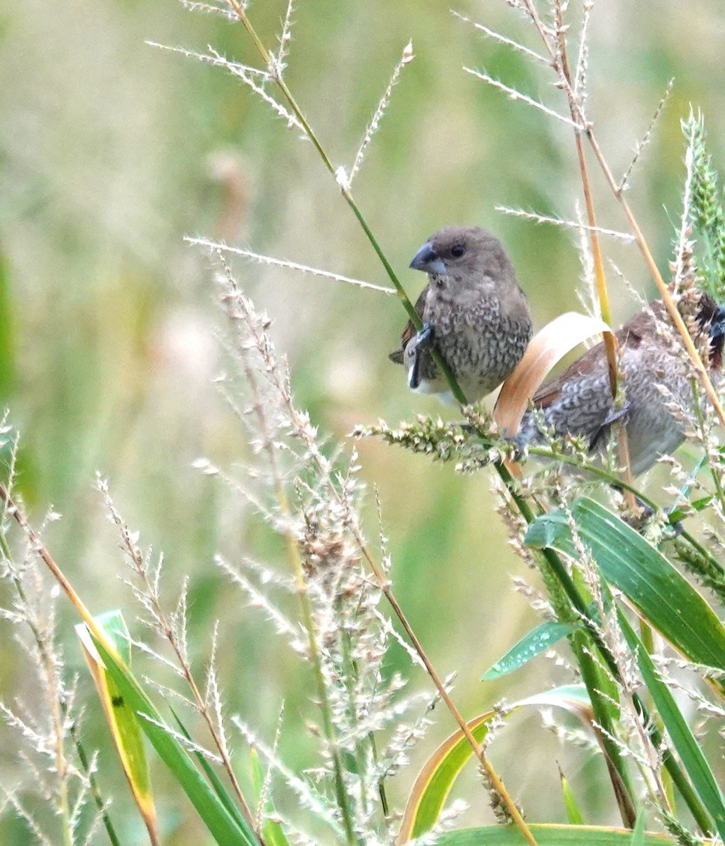Scaly-breasted Munia - ML646896059
