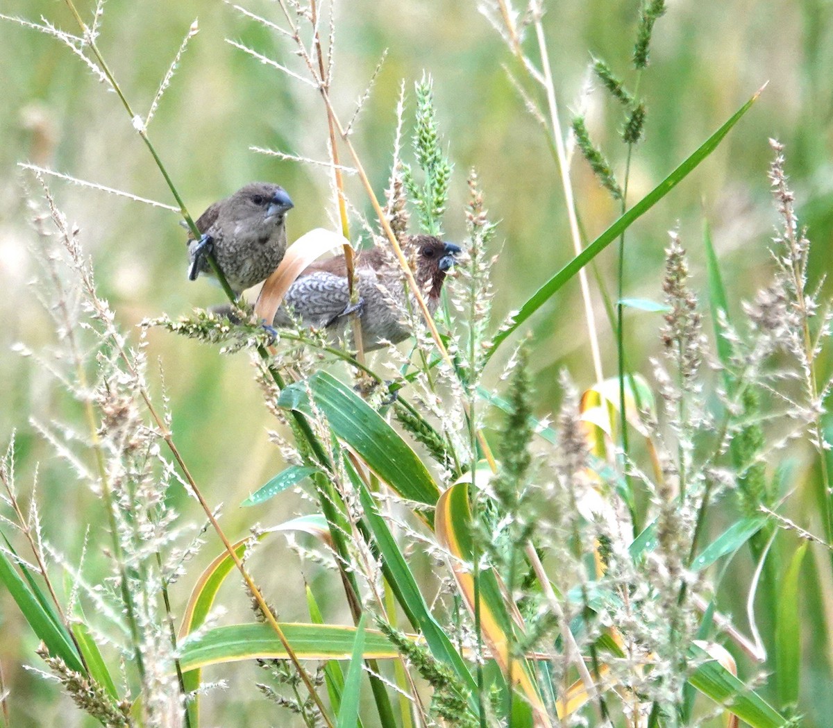 Scaly-breasted Munia - ML646896060