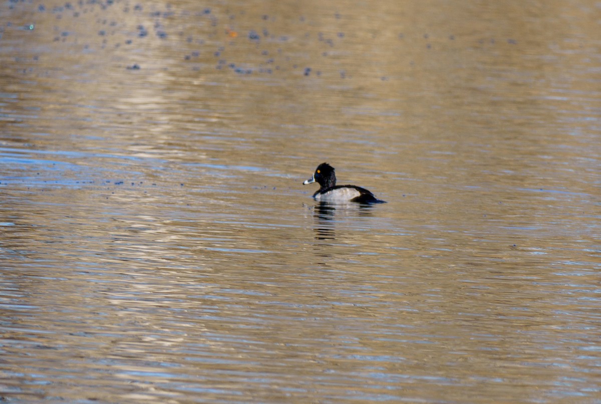 Ring-necked Duck - ML646896061