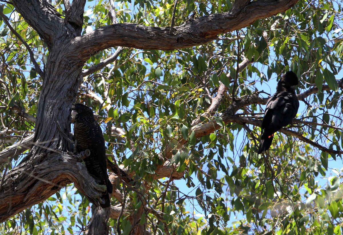 Red-tailed Black-Cockatoo - ML646896064