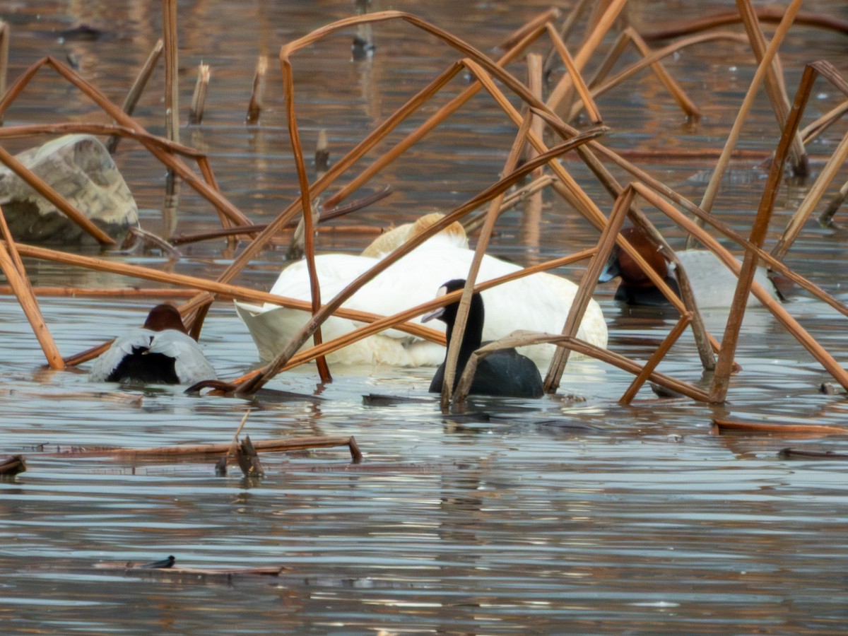 Eurasian Coot - ML646896065