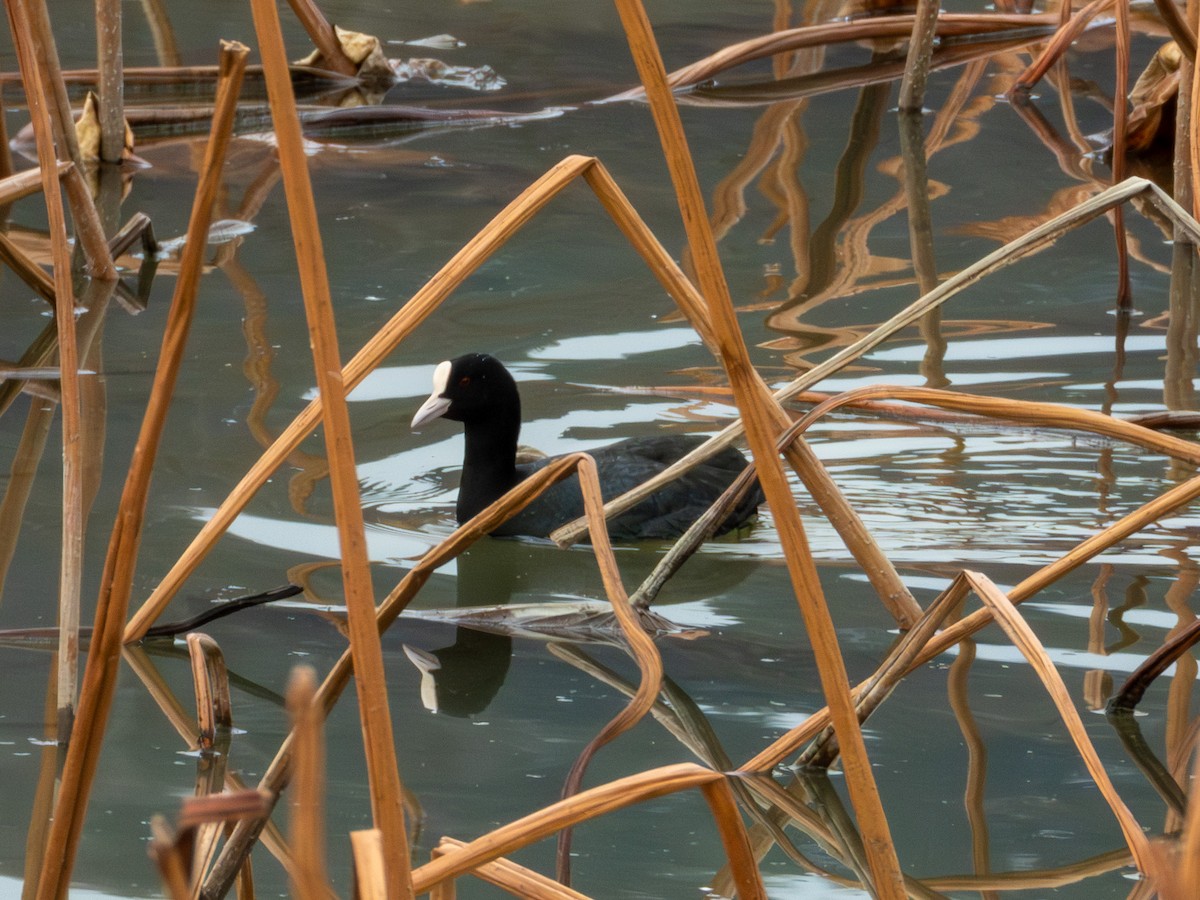 Eurasian Coot - ML646896066