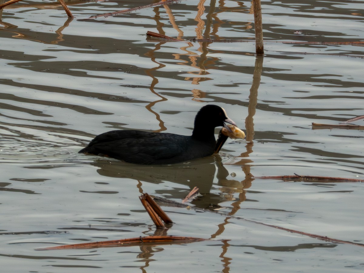 Eurasian Coot - ML646896067