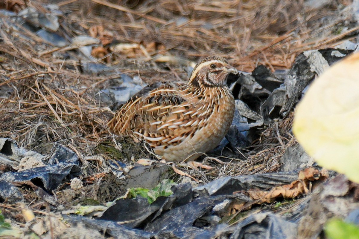 Japanese Quail - ML646896068