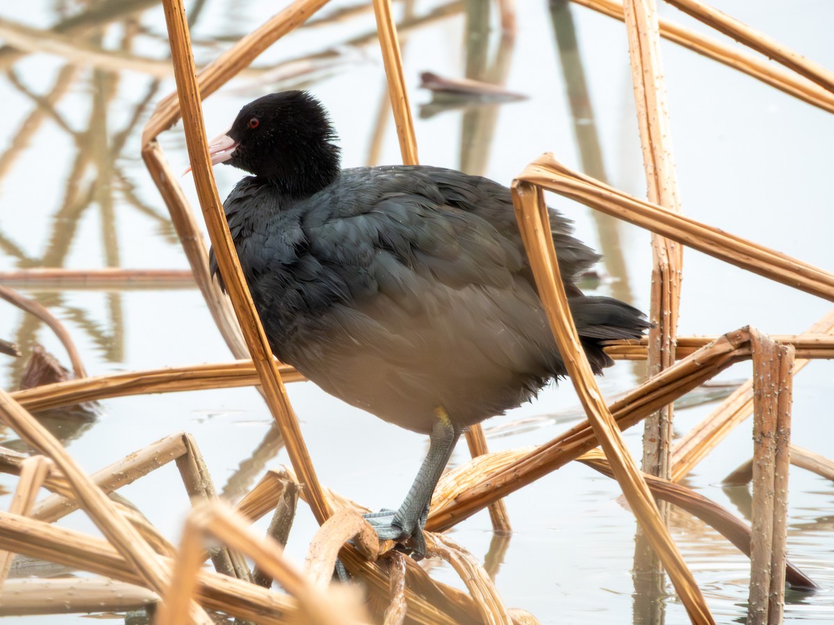 Eurasian Coot - ML646896069