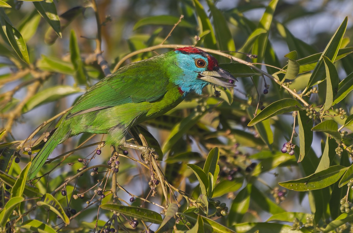 Blue-throated Barbet - ML646896071