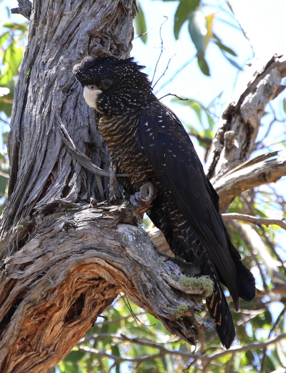 Red-tailed Black-Cockatoo - ML646896072