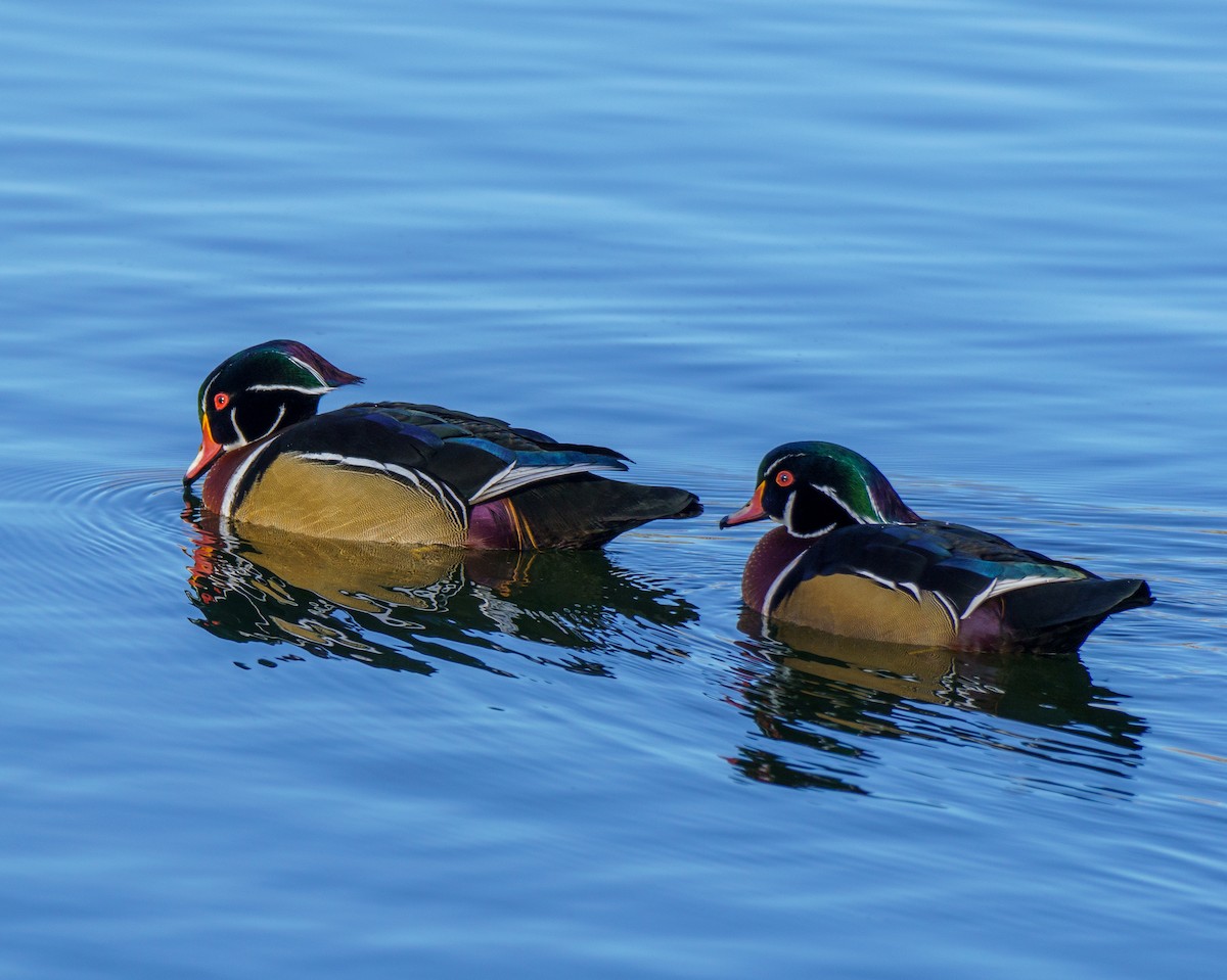 Wood Duck - ML646896073