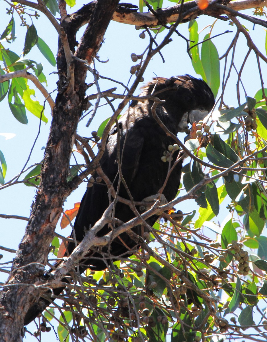 Red-tailed Black-Cockatoo - ML646896074