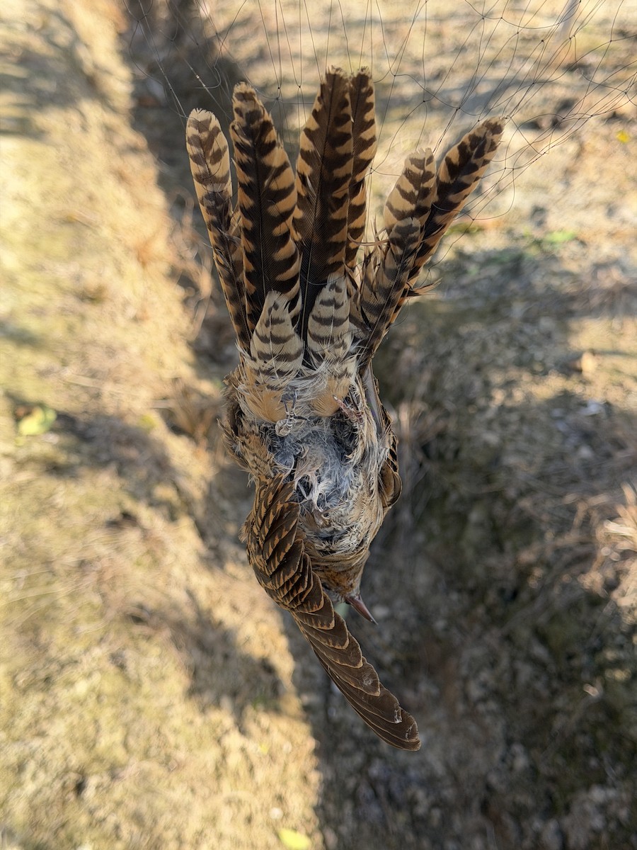 Plaintive Cuckoo - ML646896075