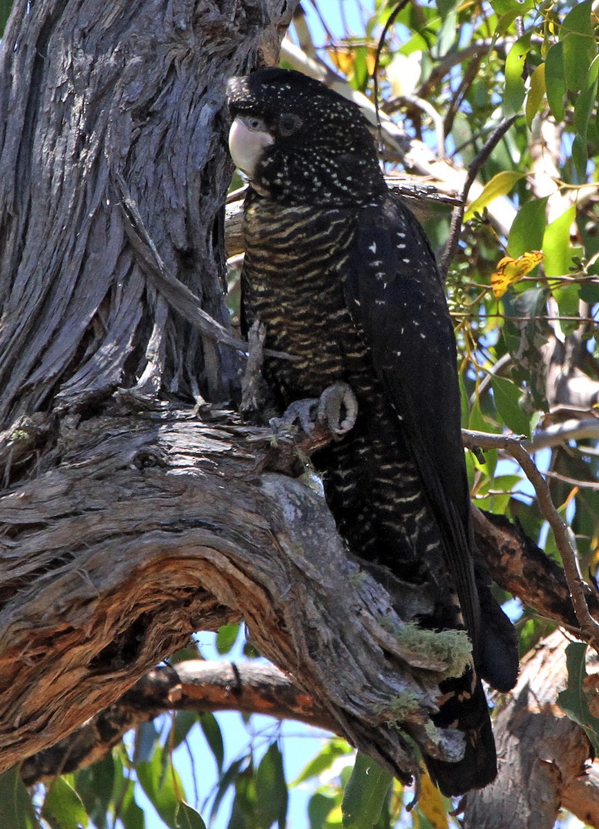 Red-tailed Black-Cockatoo - ML646896076