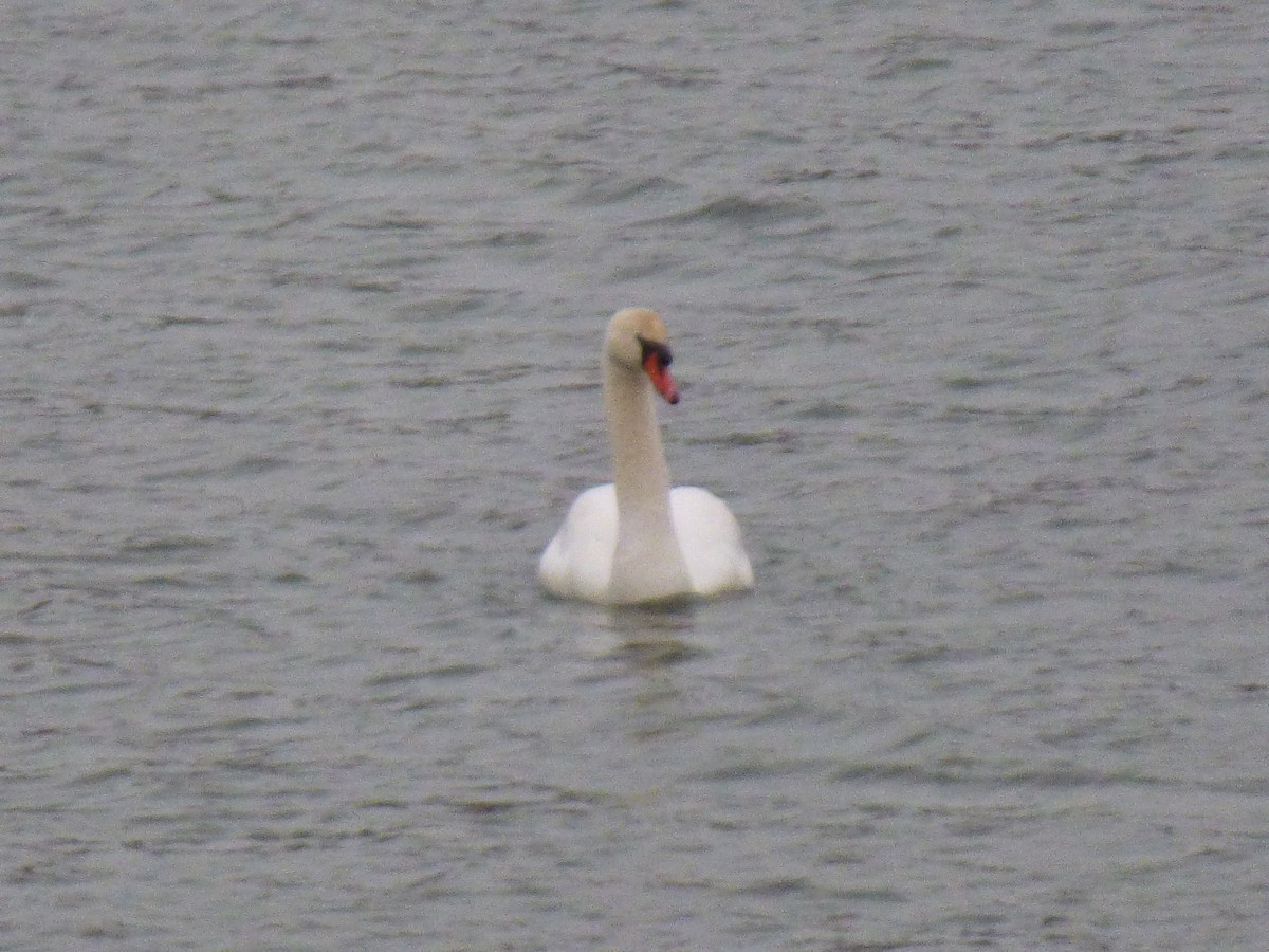 Mute Swan - ML646896078