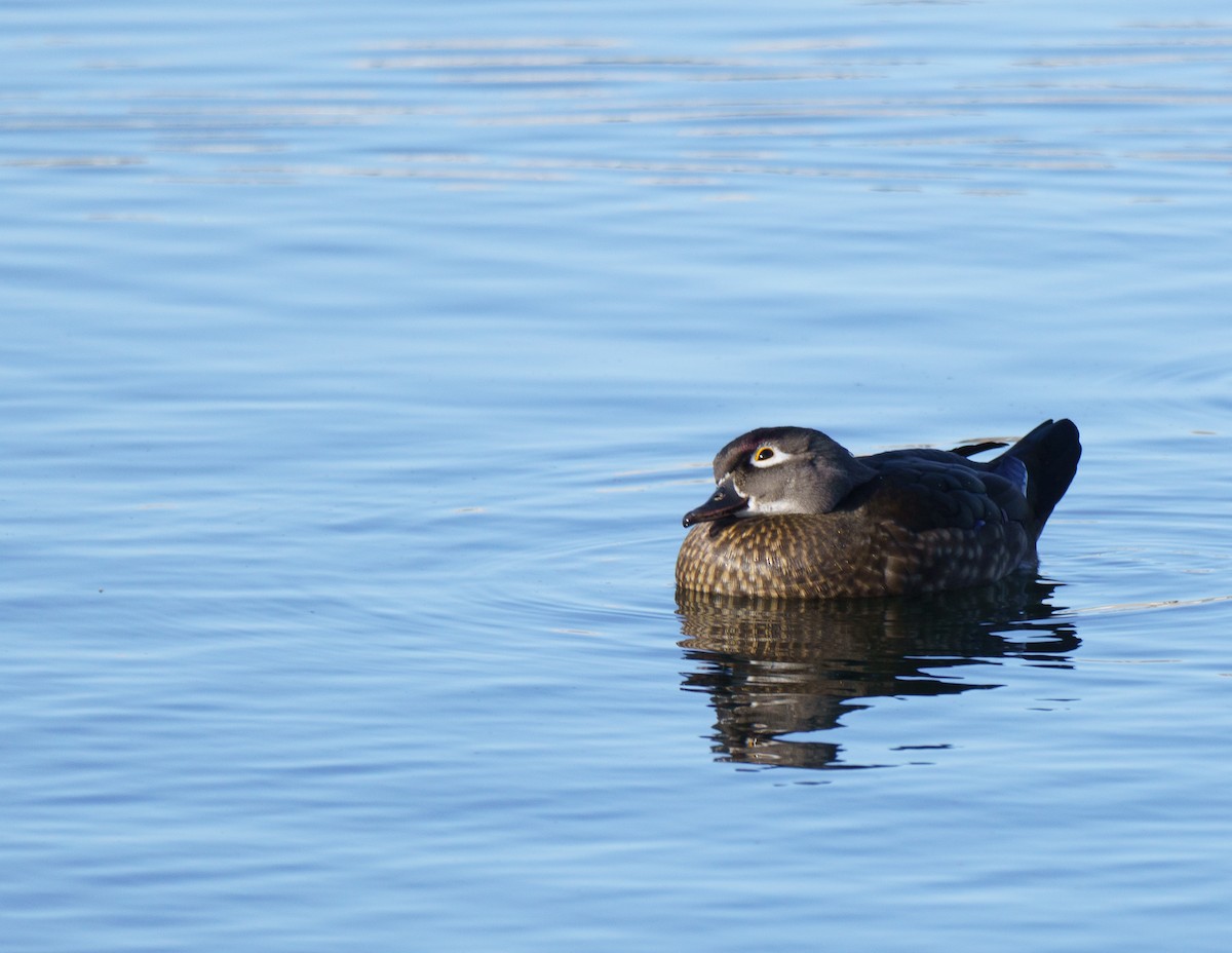 Wood Duck - ML646896079
